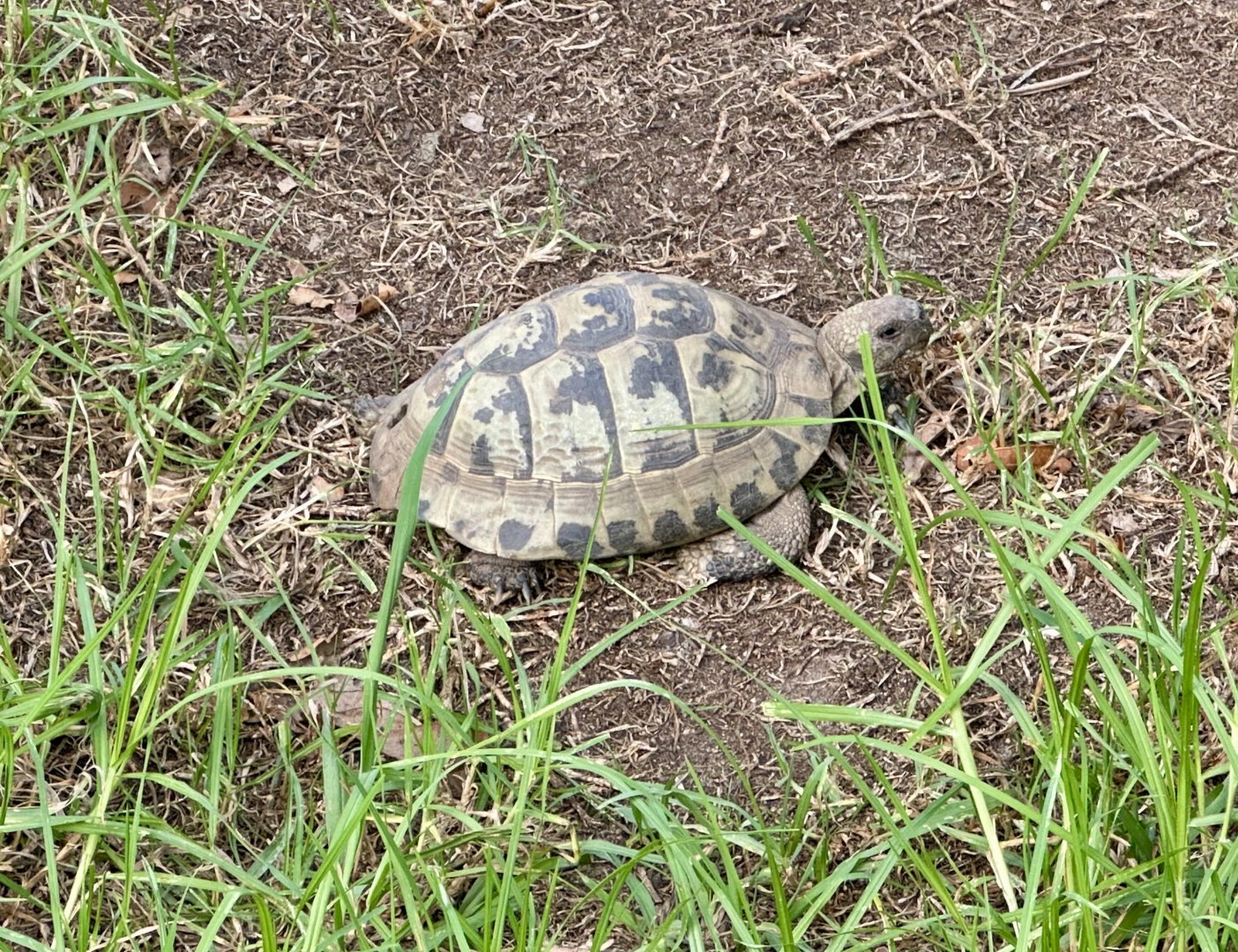 Hermann’s tortoise (Testudo hermanni)