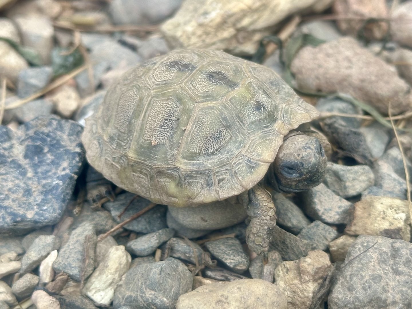 Hermann’s tortoise (Testudo hermanni)