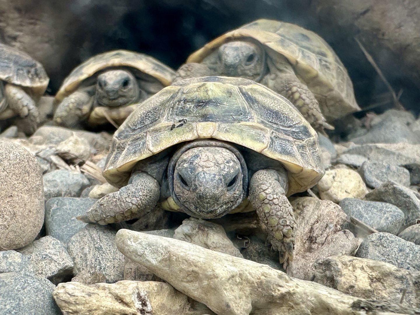 Hermann’s tortoise (Testudo hermanni)