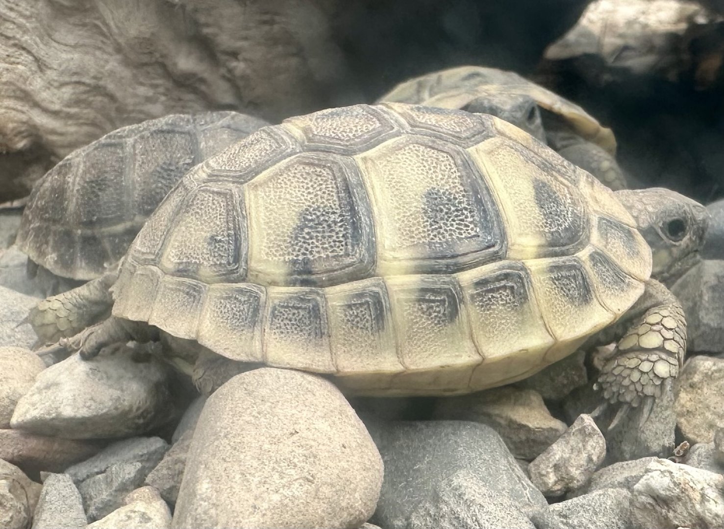Hermann’s tortoise (Testudo hermanni)