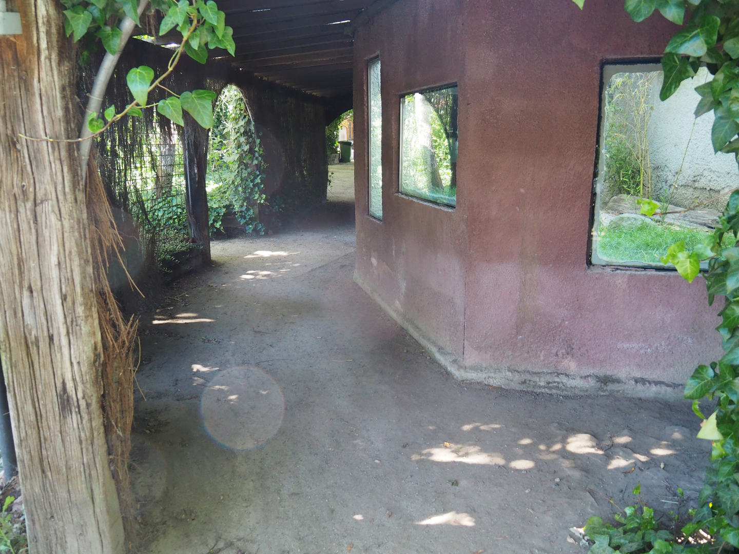 Hermann's tortoise viewing area, 2020-06-20