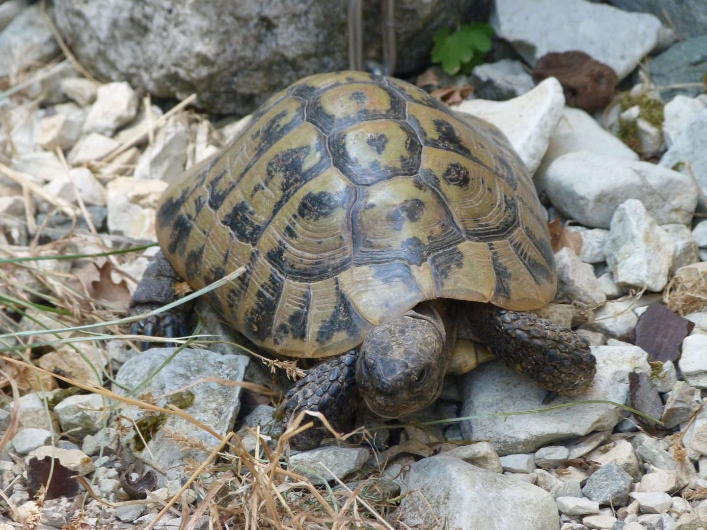 Hermann’s tortoise -Zoodyssée (2025)