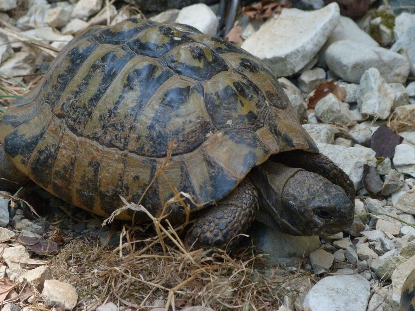 Hermann’s tortoise -Zoodyssée (2025)