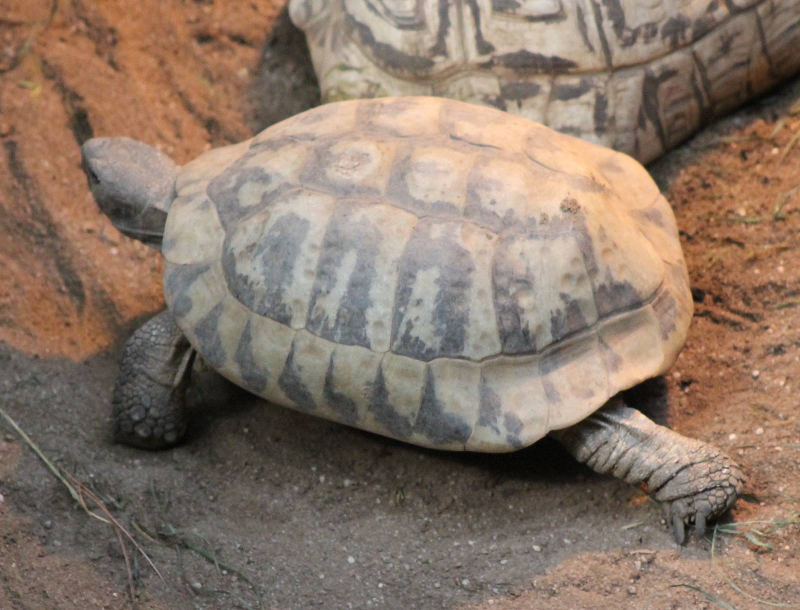Hermann's tortoise