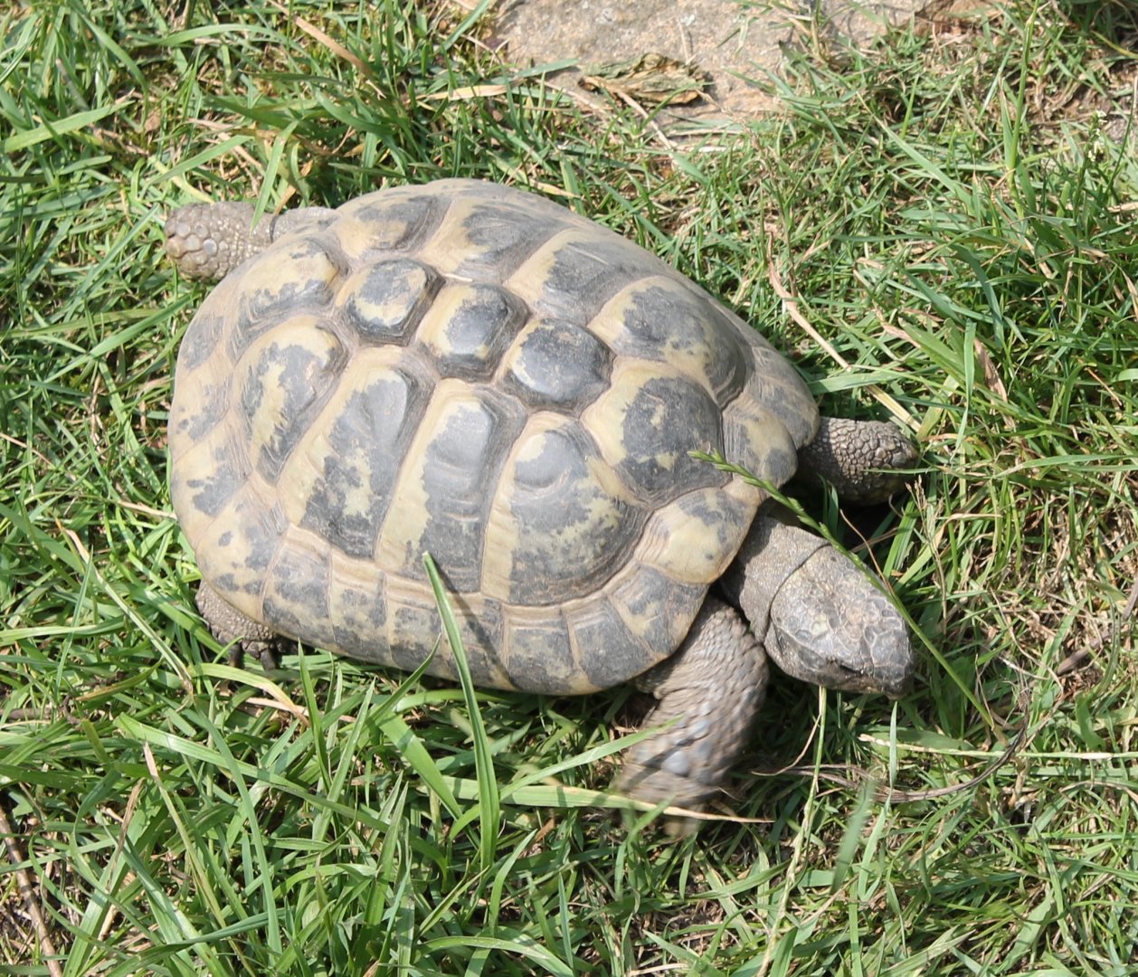 Hermann's tortoise