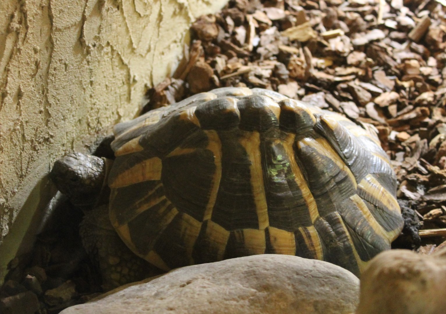 Hermann's tortoise