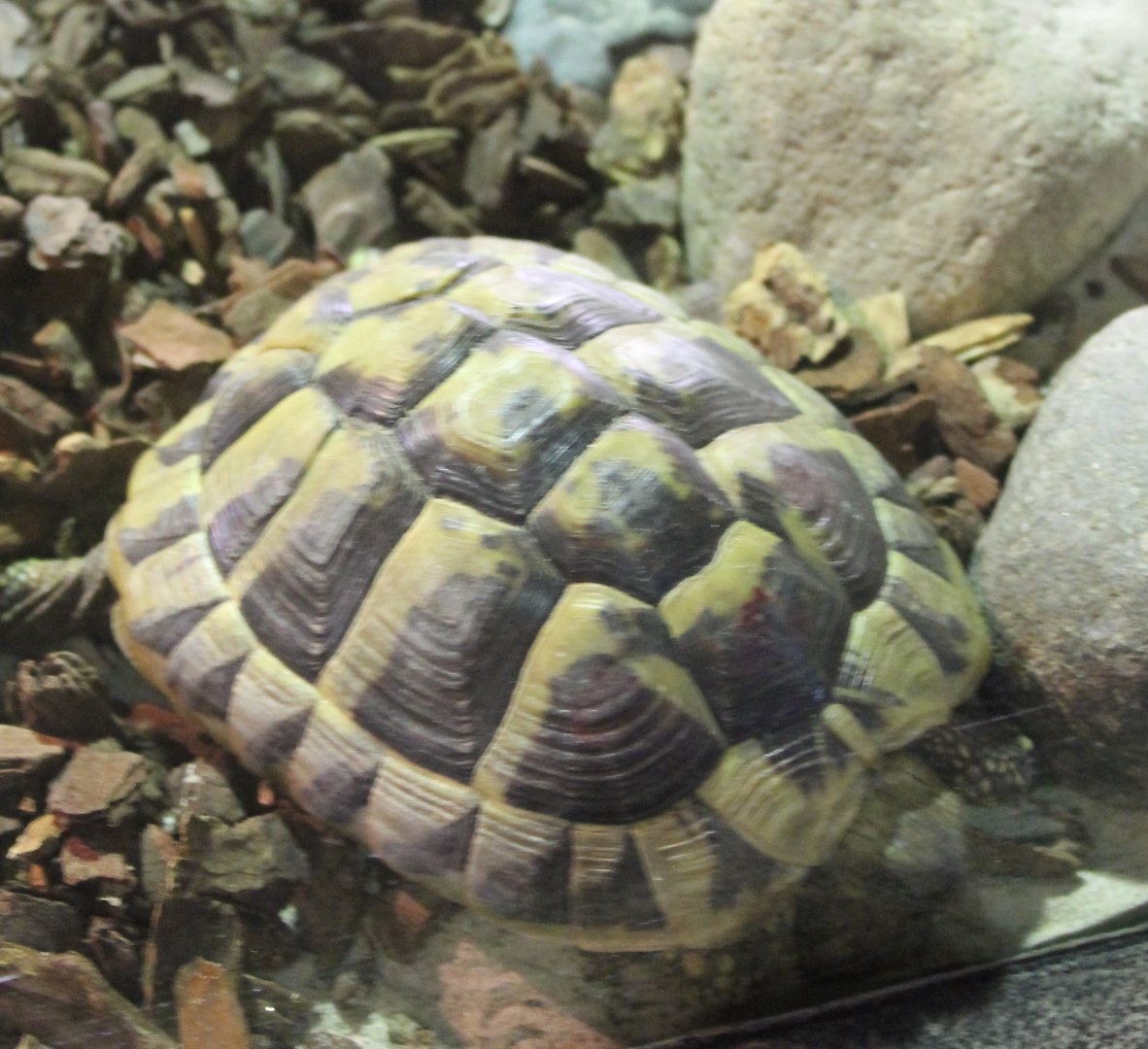 Hermann's tortoise