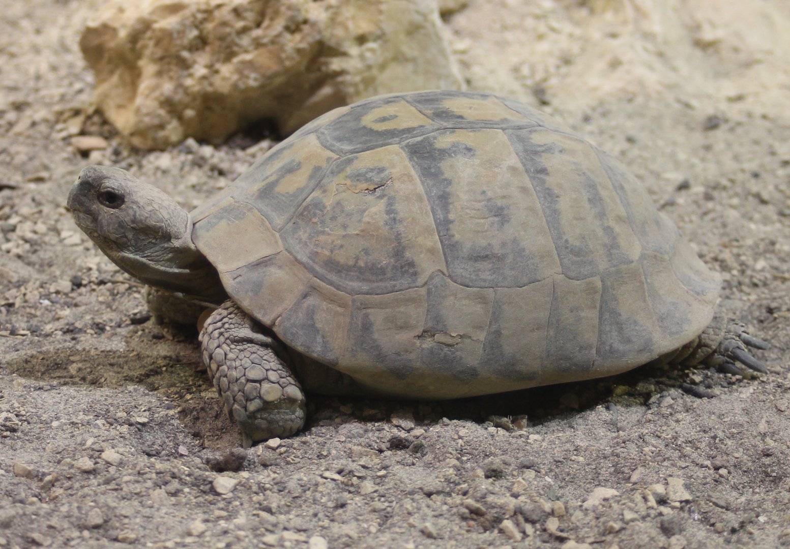 Hermann's tortoise