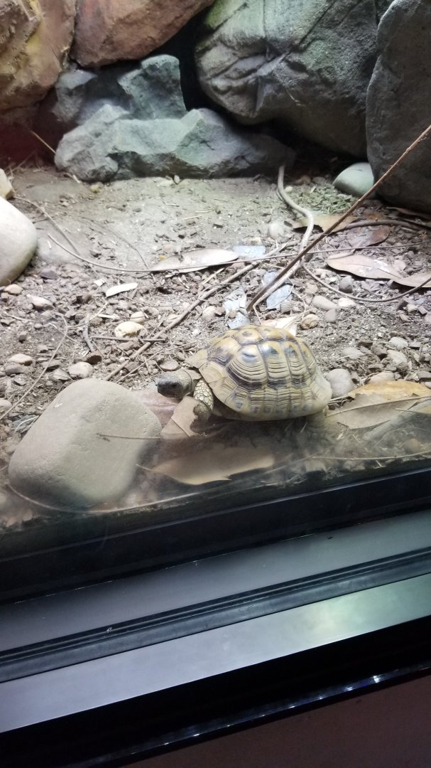 Hermann's Tortoise