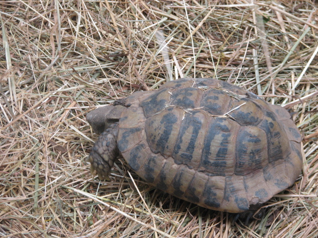 Hermann's tortoise