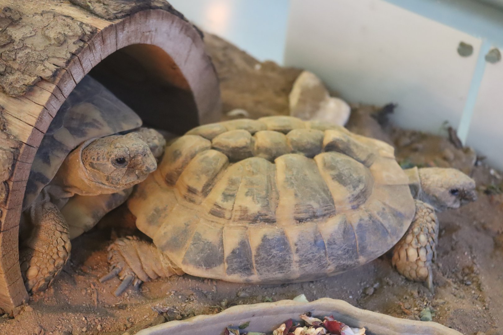 Hermann's Tortoise