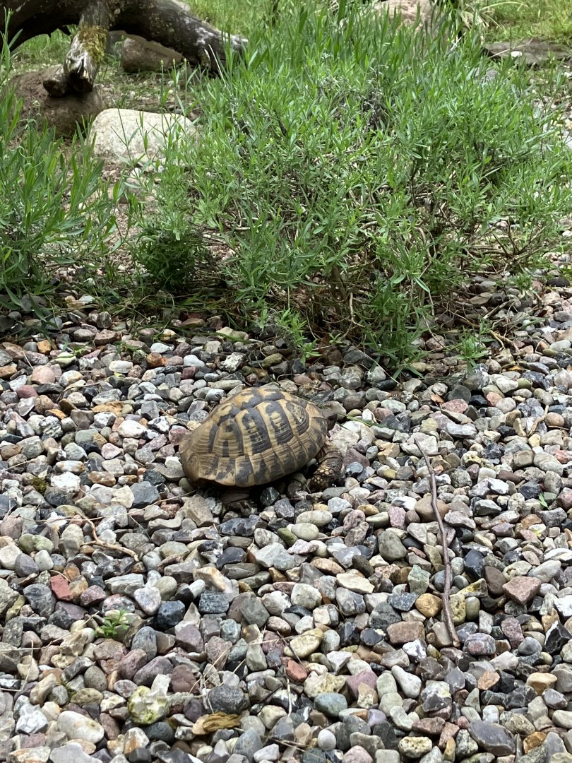 Hermann’s tortoise