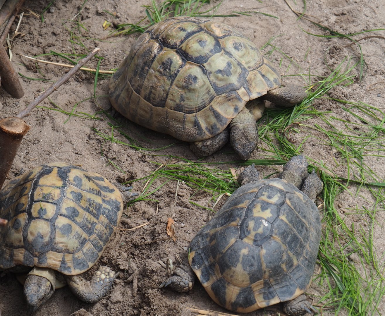 Hermann's tortoises (Testudo hermanni), 2019-08-11