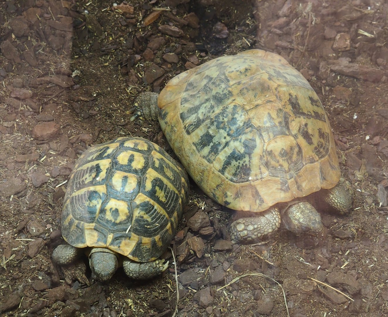Hermann's tortoises (Testudo hermanni), 2023-07-18