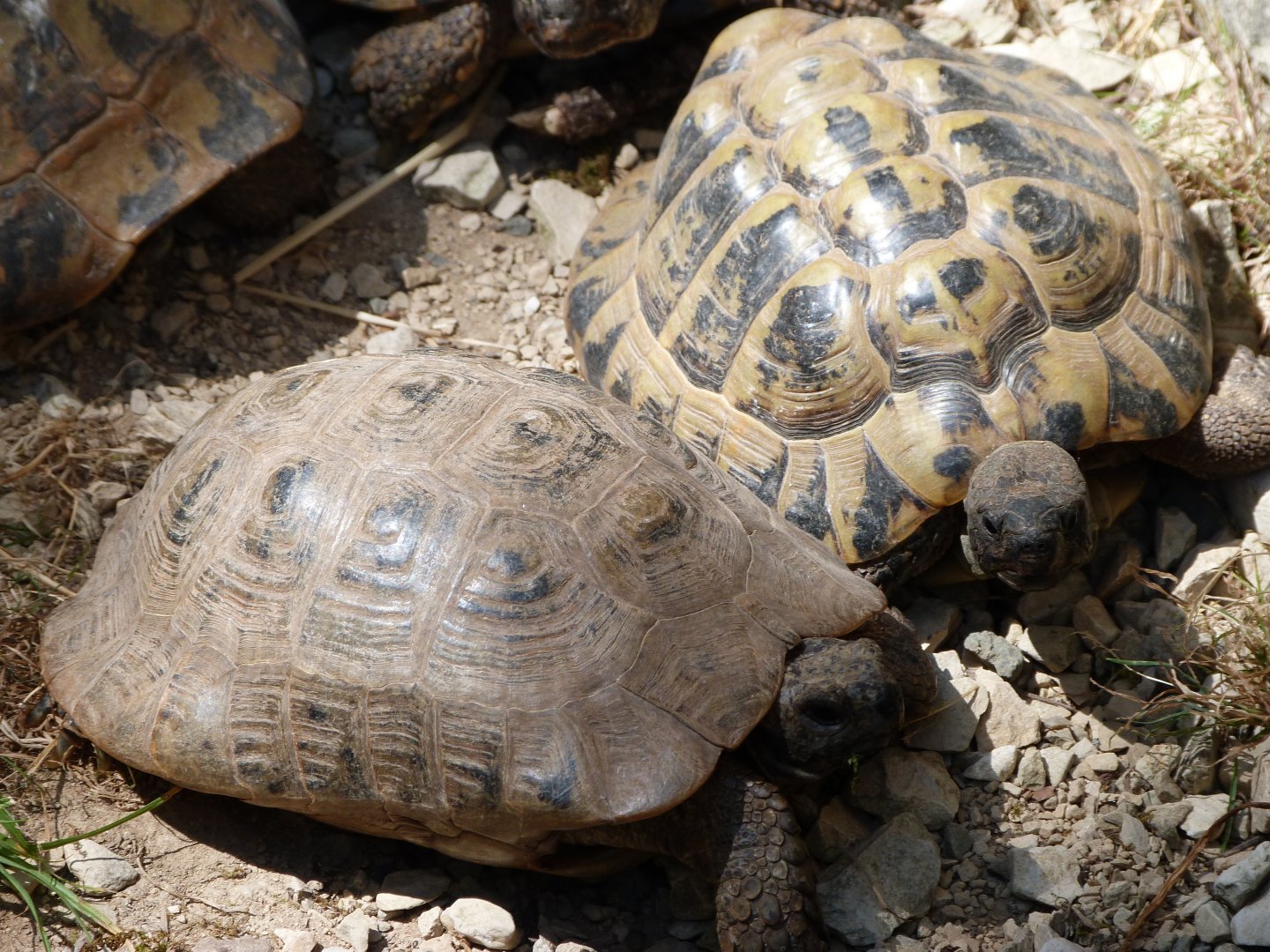 Hermann’s tortoises -Zoodyssée (2025)