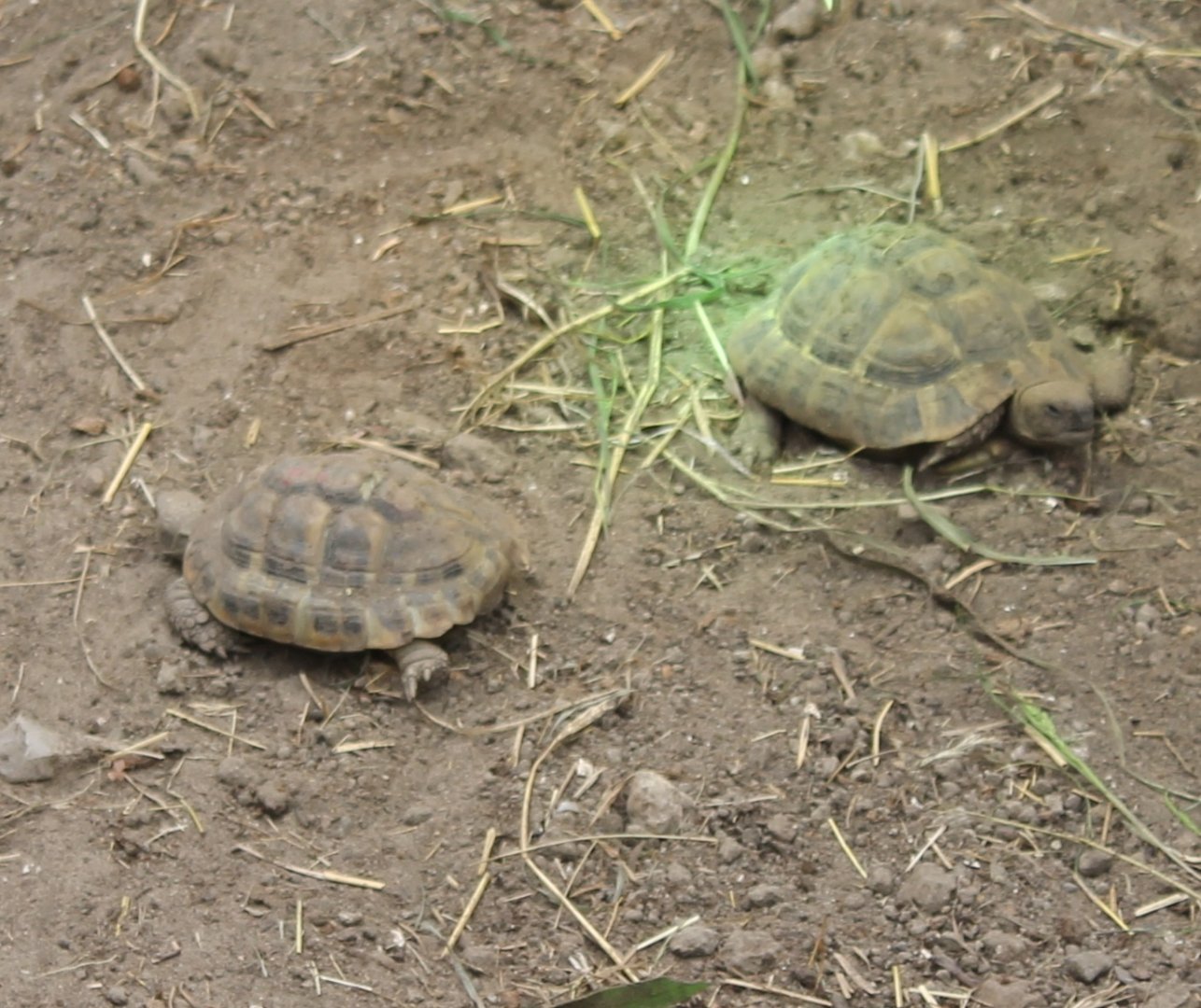 Hermanns tortoises