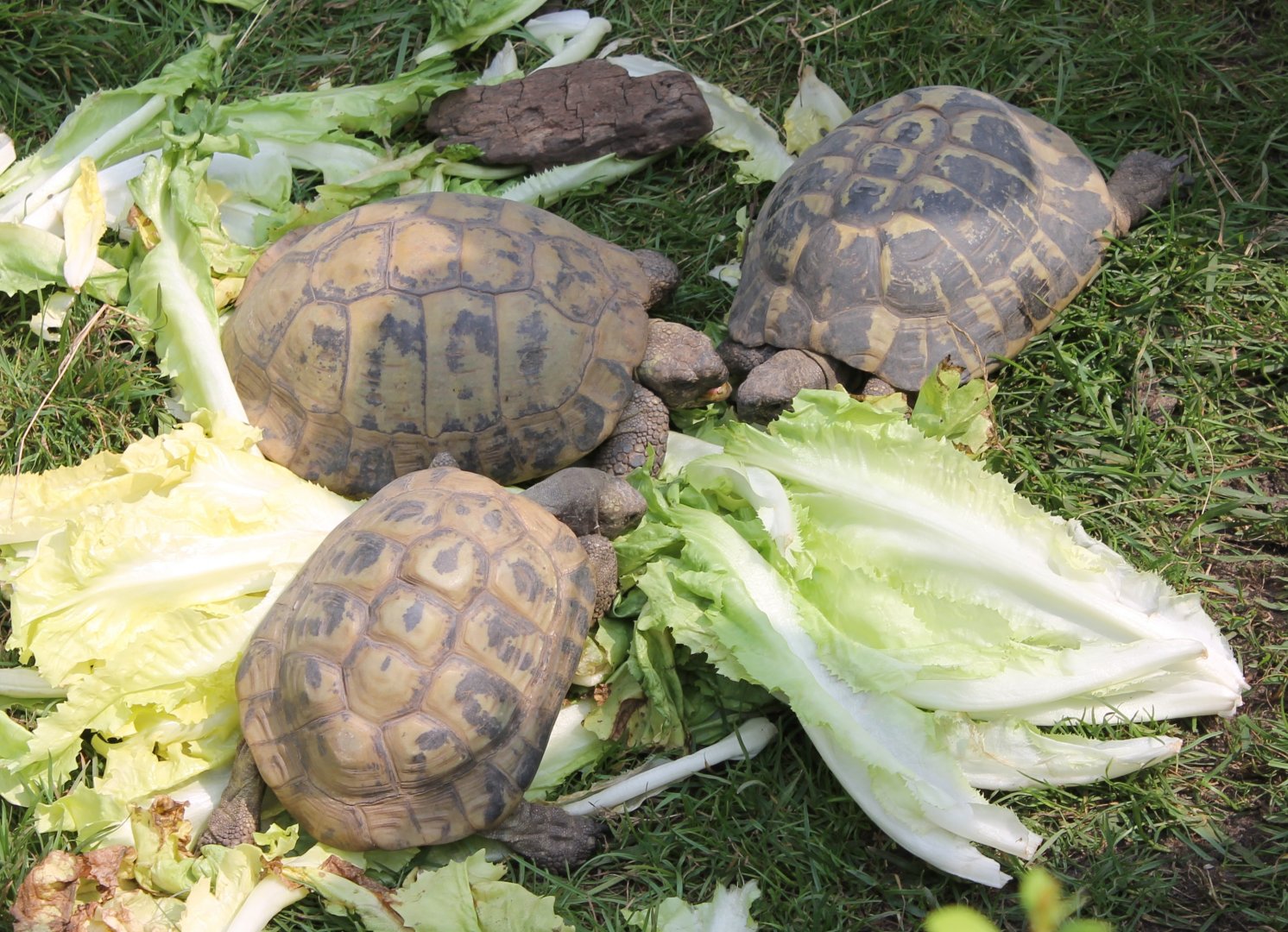 Hermann's tortoises