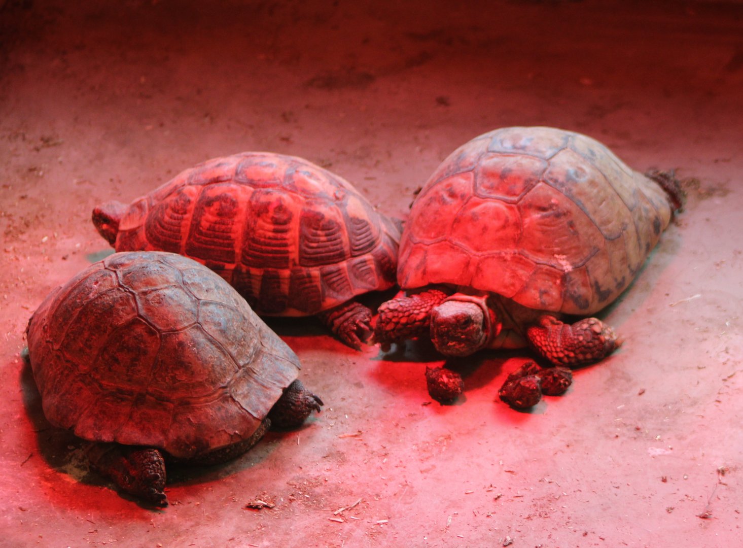 Hermann's tortoises