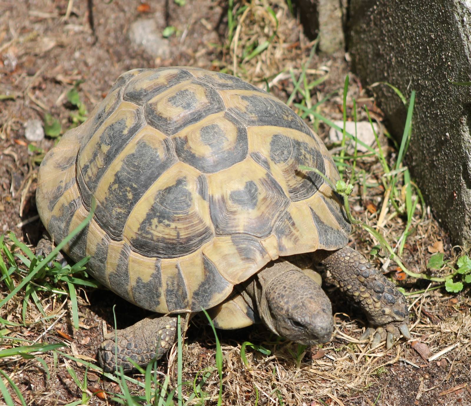 Hermanns tortose
