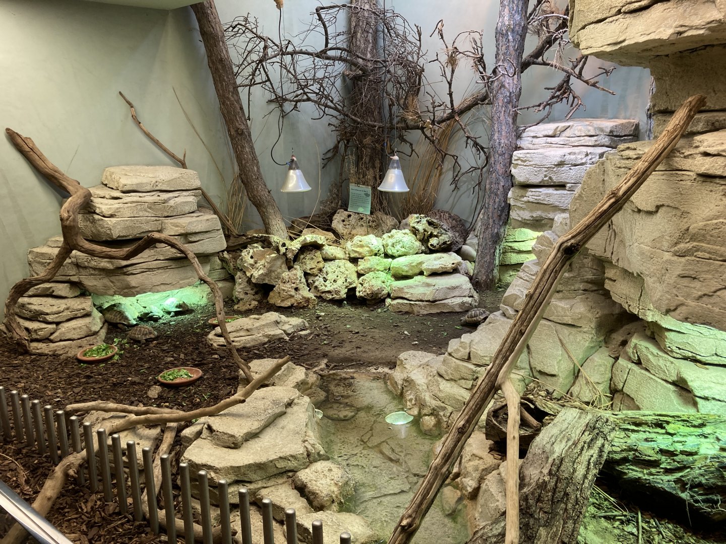 Herman’s tortoise and Ocellated lizard mixed exhibit