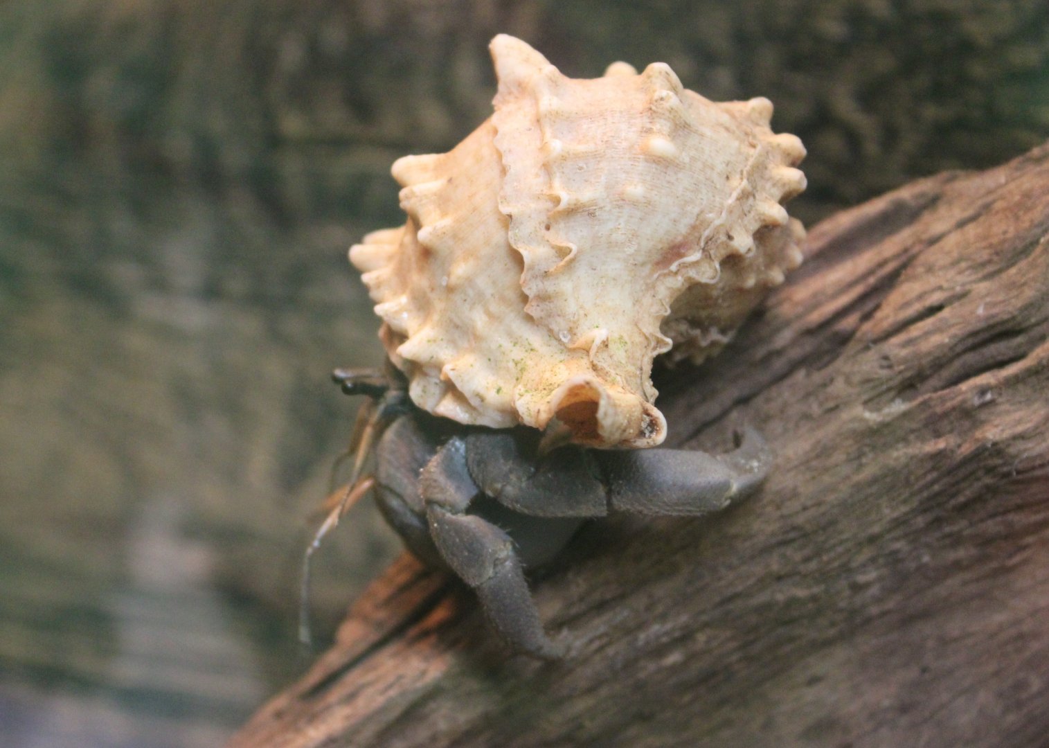 Hermit crab - Coenobita species