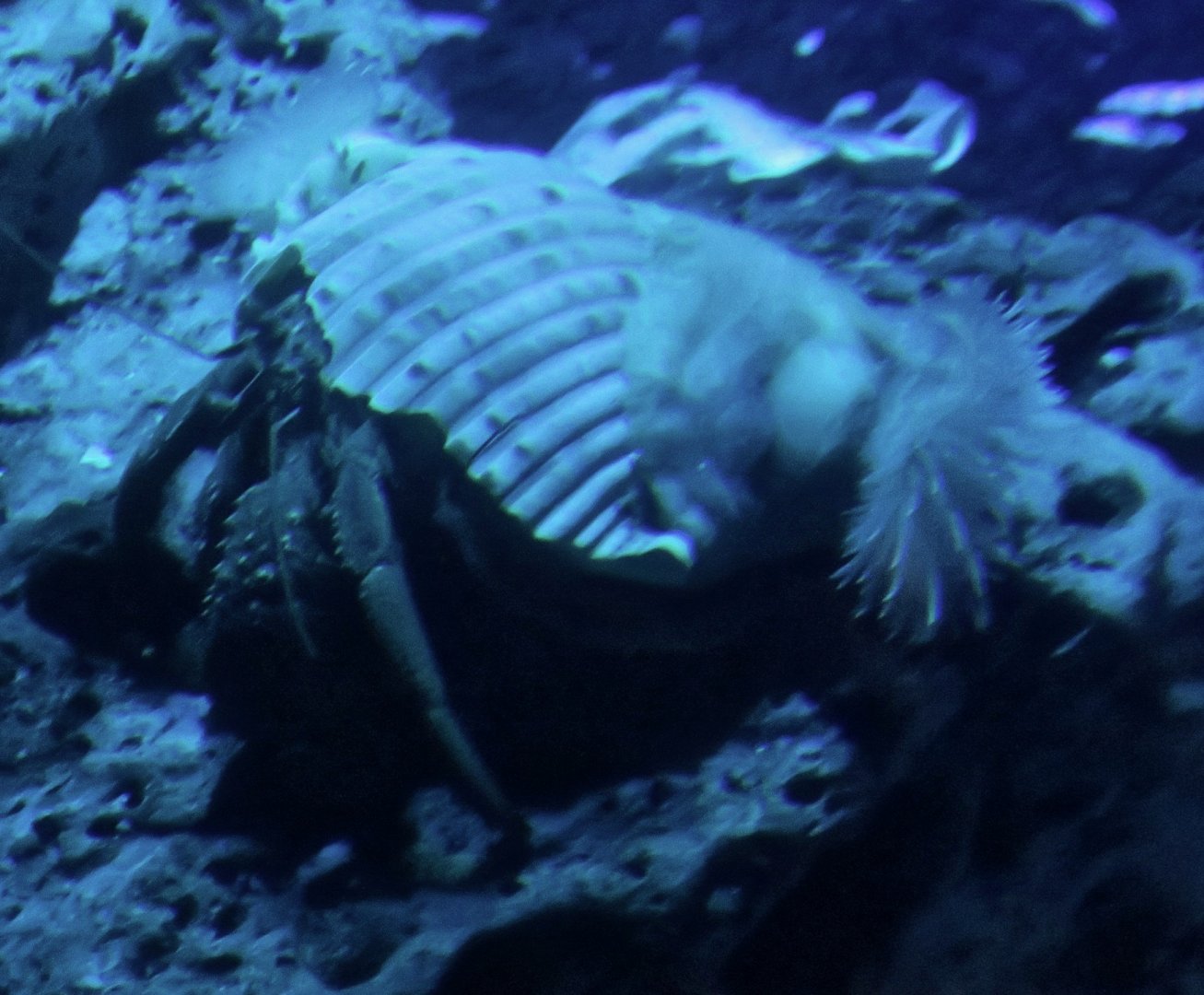 Hermit Crab (Dardanus arrosor)