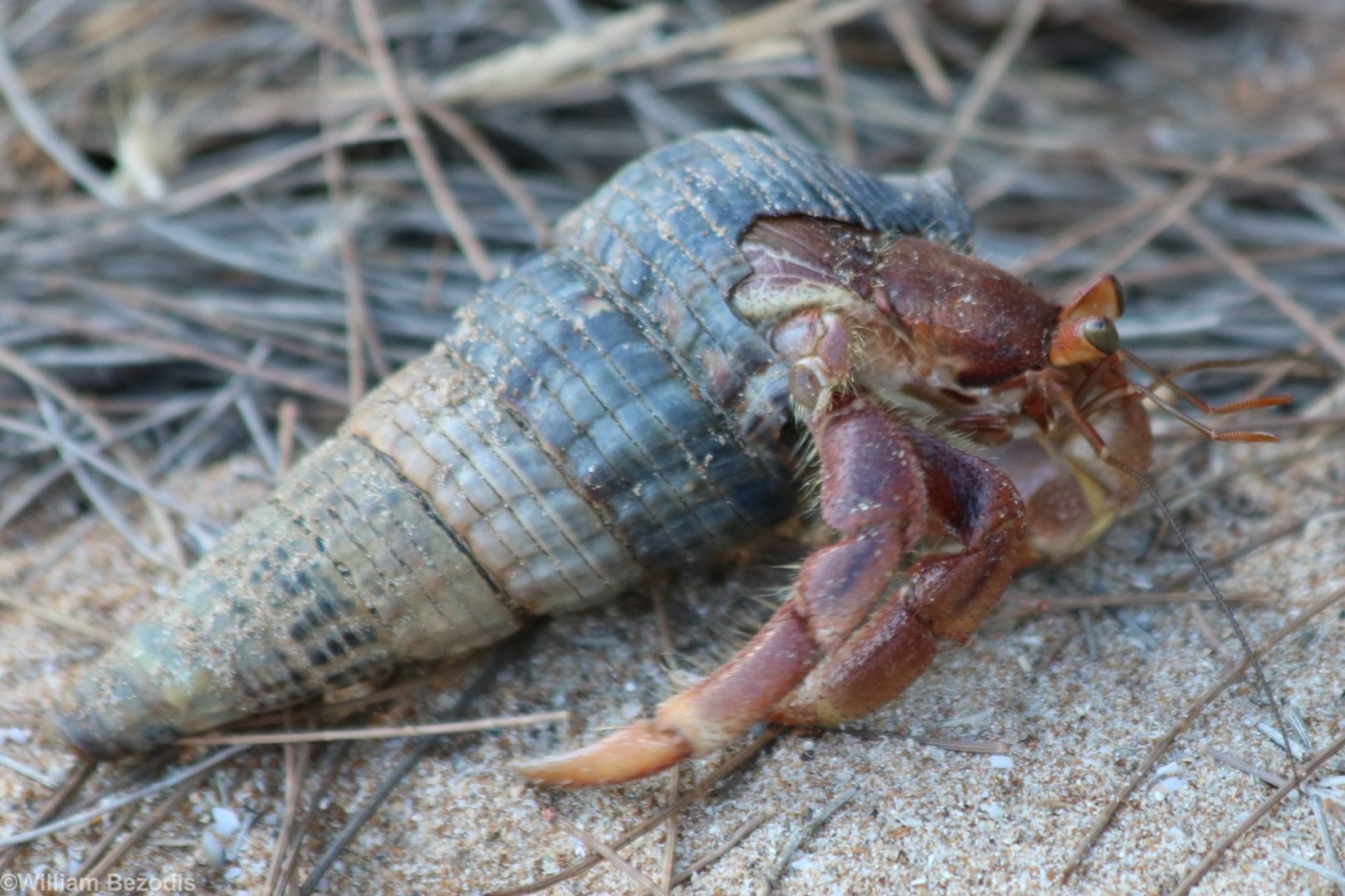 Hermit Crab, Darwin