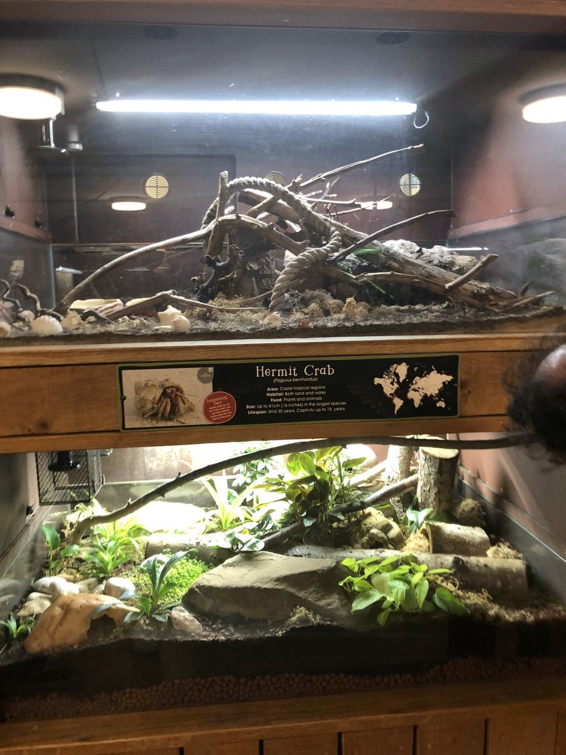Hermit Crab Enclosure at Cannon Hall Farm (May 2022)
