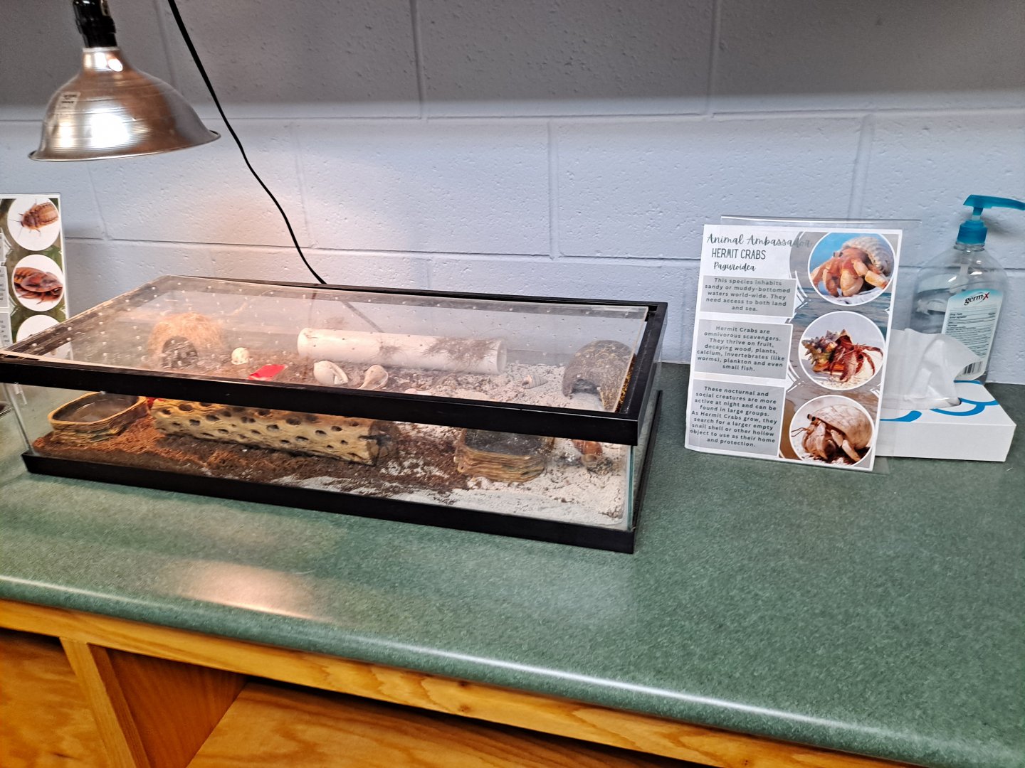"Hermit Crab" exhibit (Pine River Nature Center, Goodells, MI, 4/16/25)