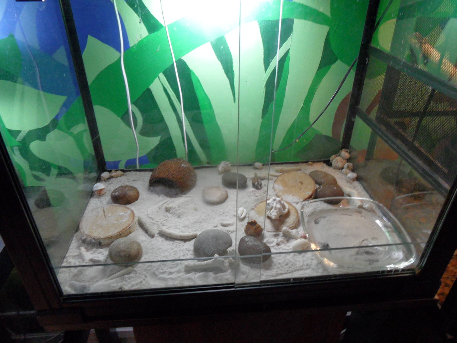Hermit crab exhibit