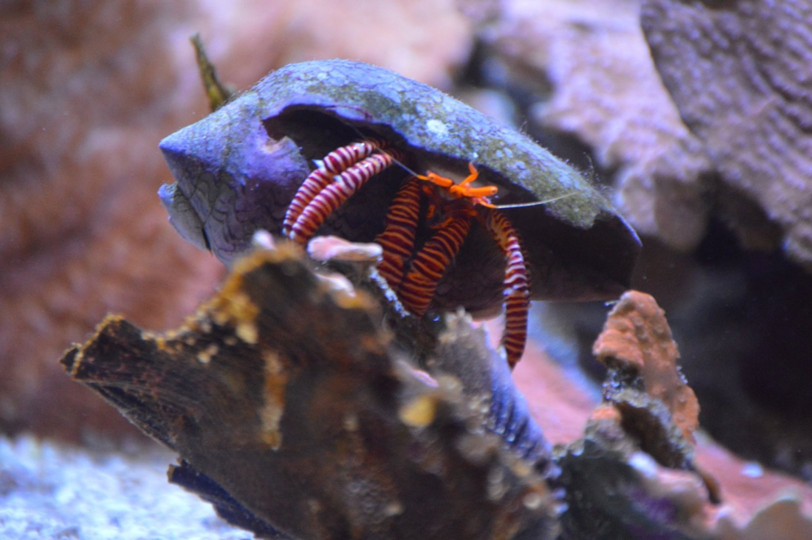 Hermit Crab ID (2019)