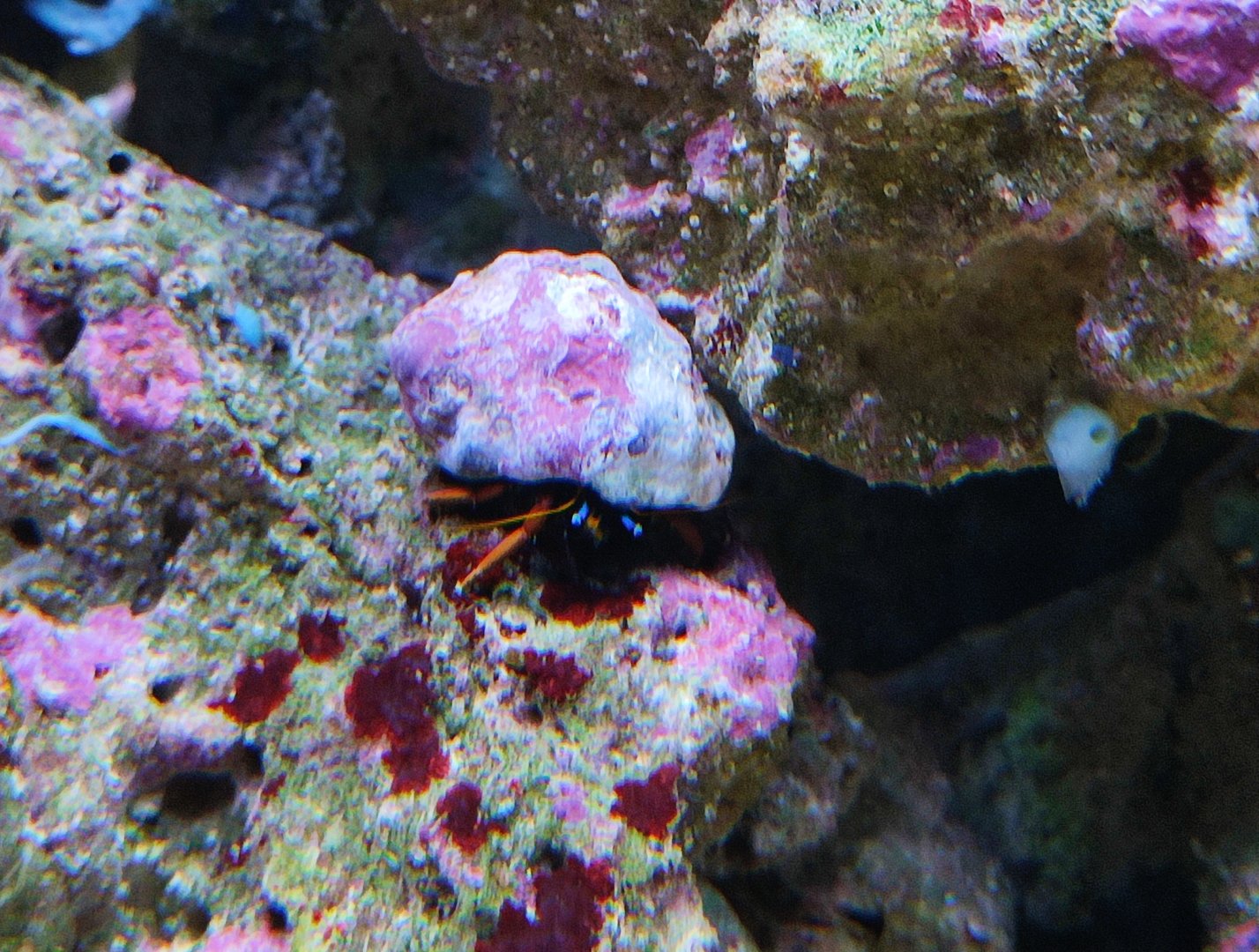 Hermit crab ID?