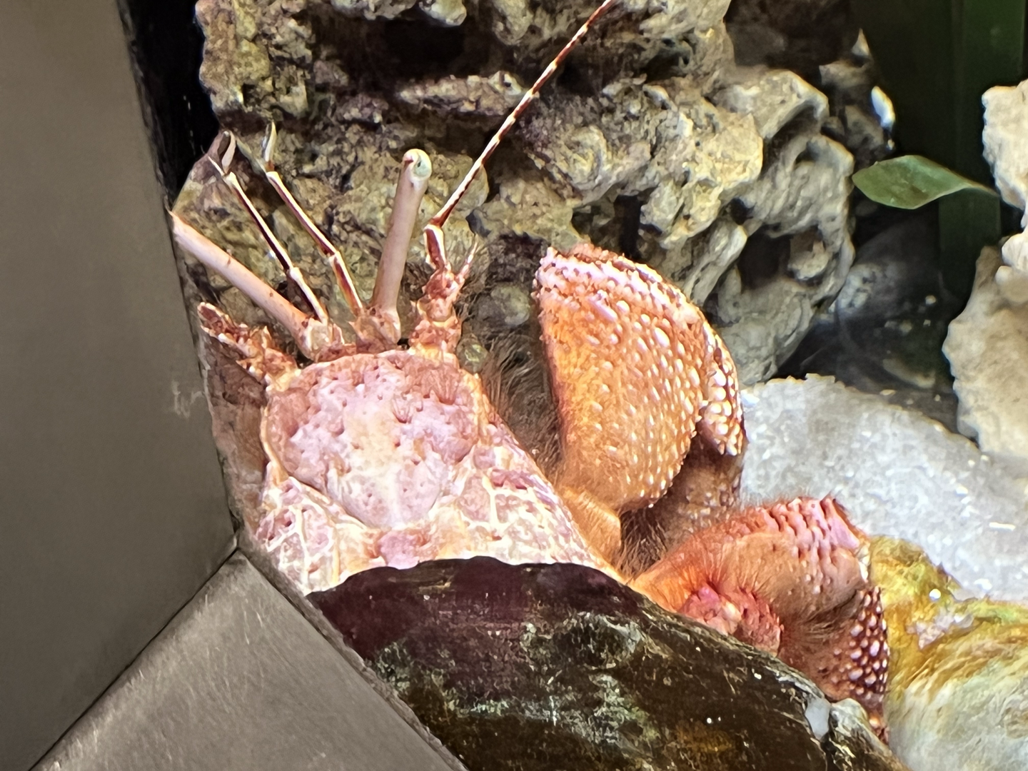 Hermit crab ID?