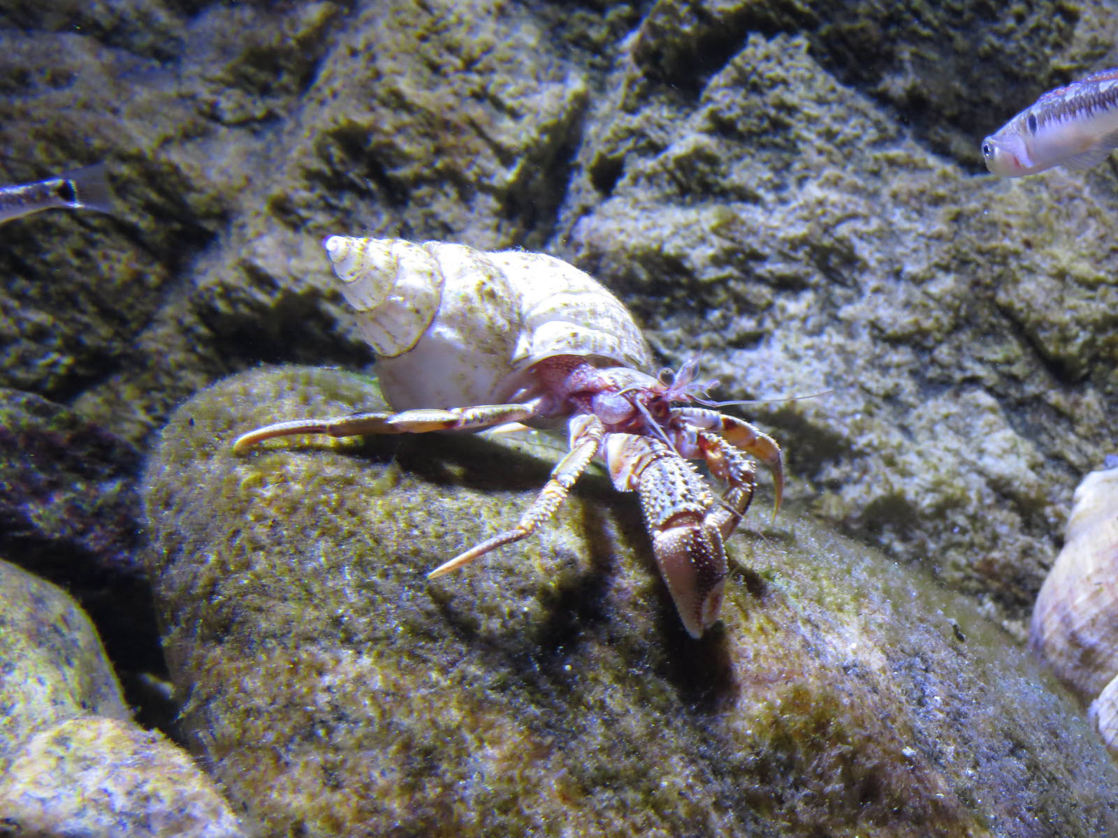 Hermit crab, June 2015