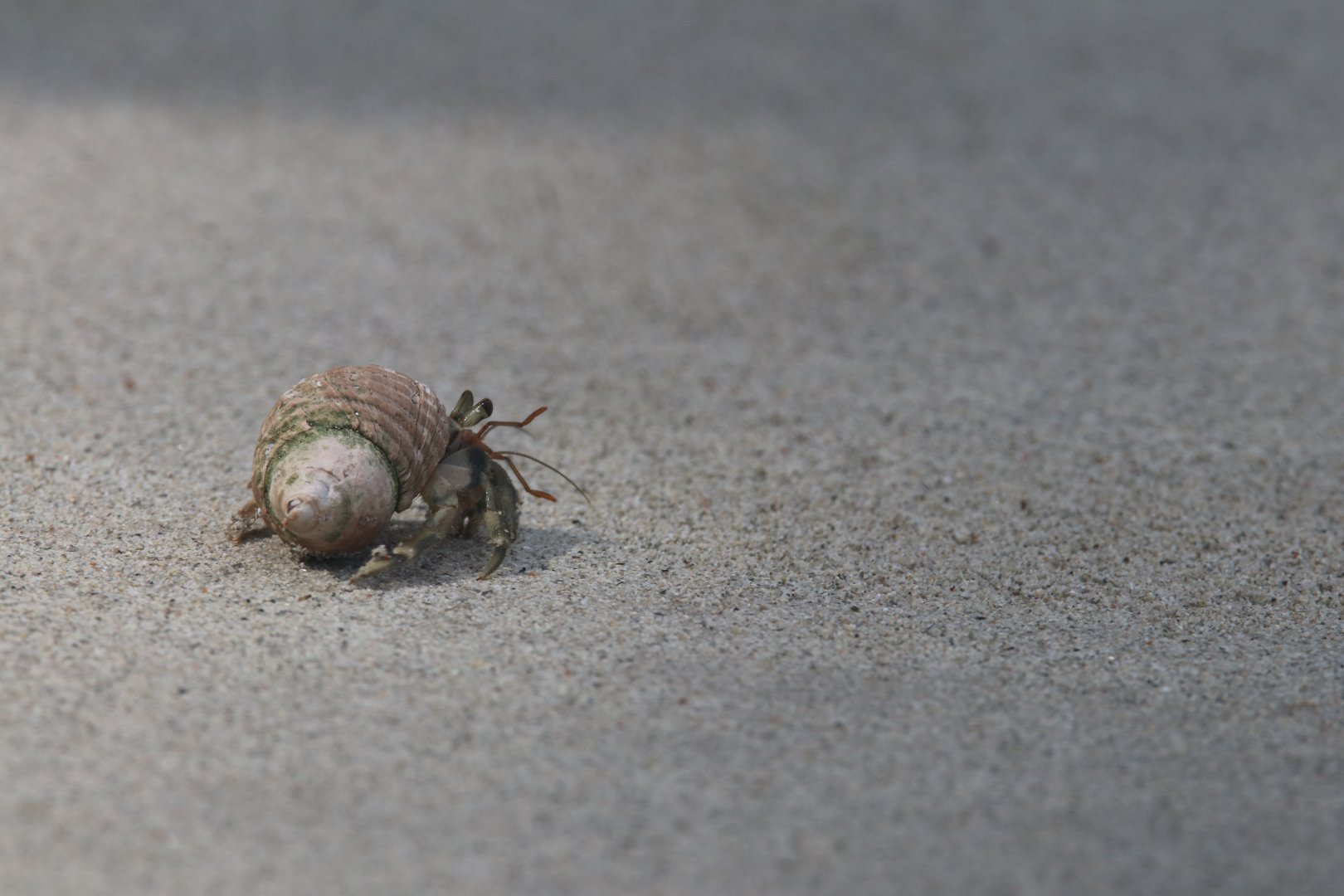 Hermit crab (Koh Kood)