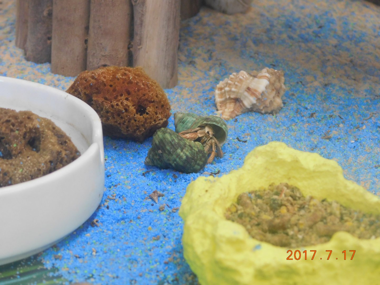 Hermit Crab-Madeira Beach