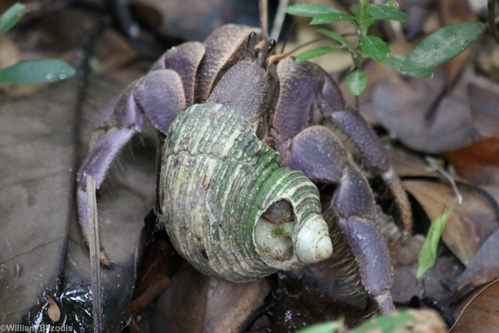 Hermit Crab - Manukan Island
