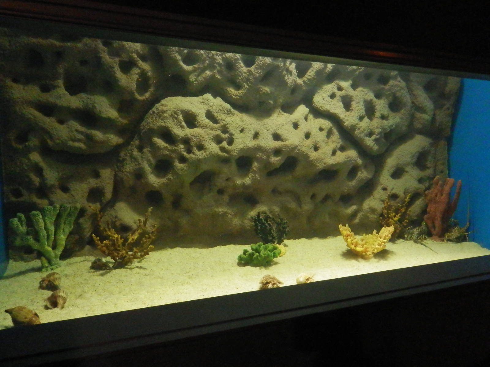 Hermit Crab & others Tank