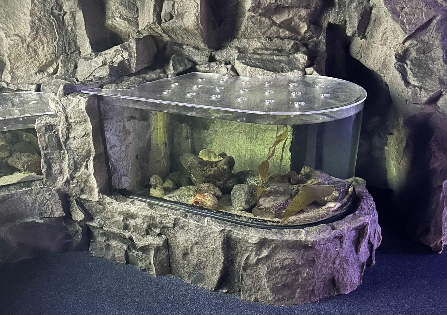 Hermit Crab Pool