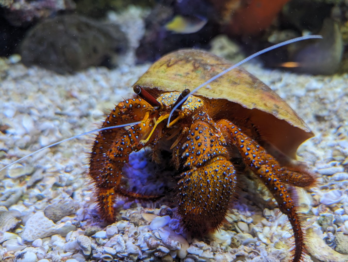 Hermit Crab - Rayong Aquarium