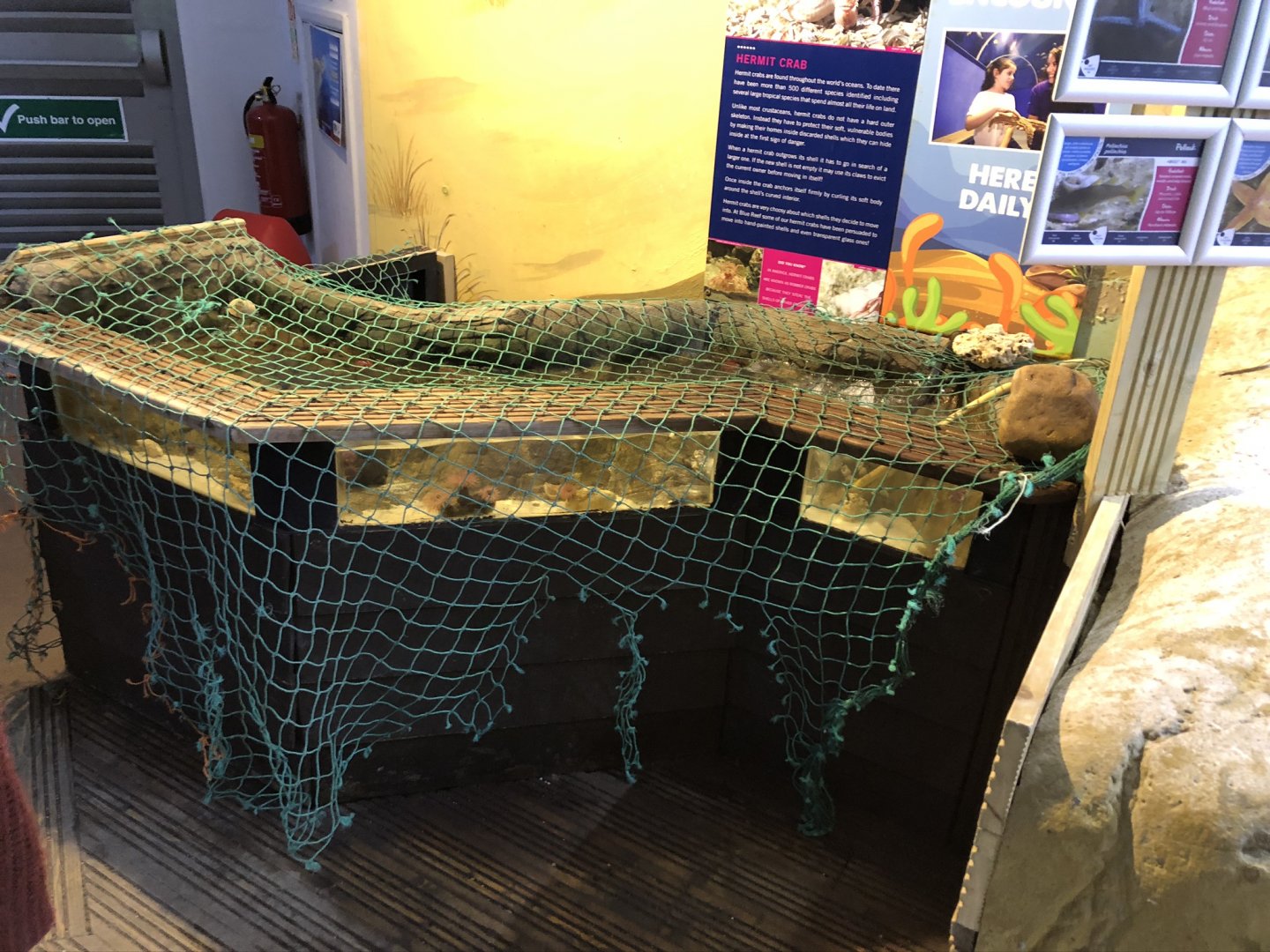 Hermit Crab Tank at Tynemouth Aquarium (2019)