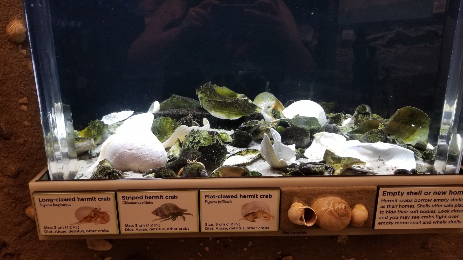 Hermit Crab tank