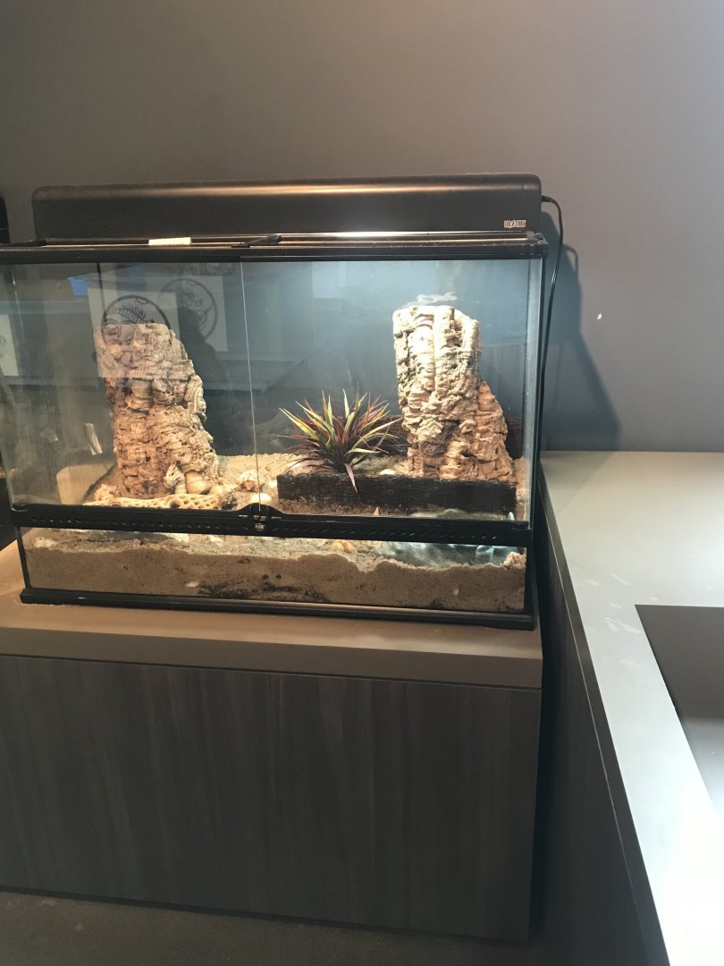 Hermit Crab Terrarium