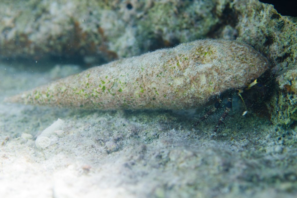 Hermit Crab with big bum