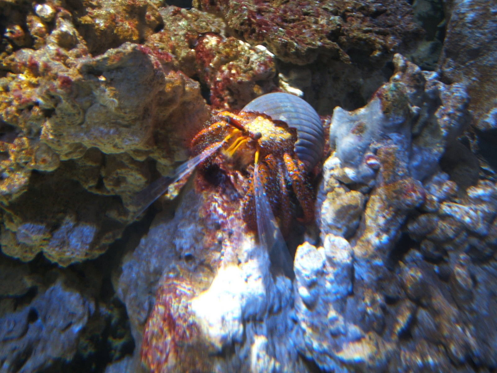 Hermit Crab