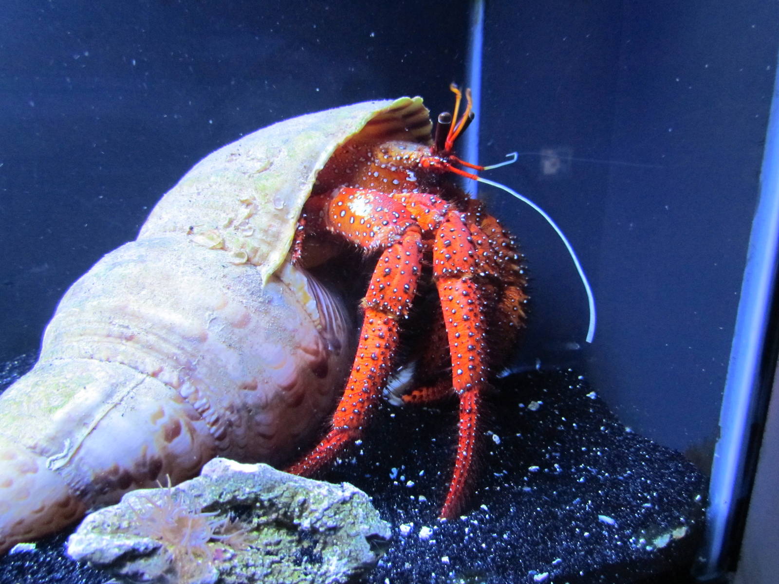 Hermit Crab