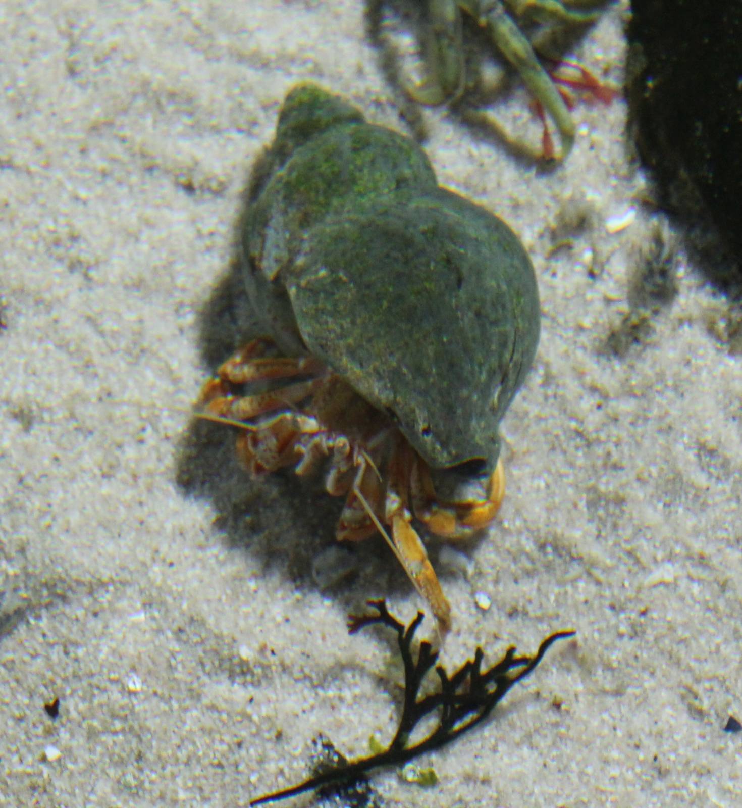 Hermit crab