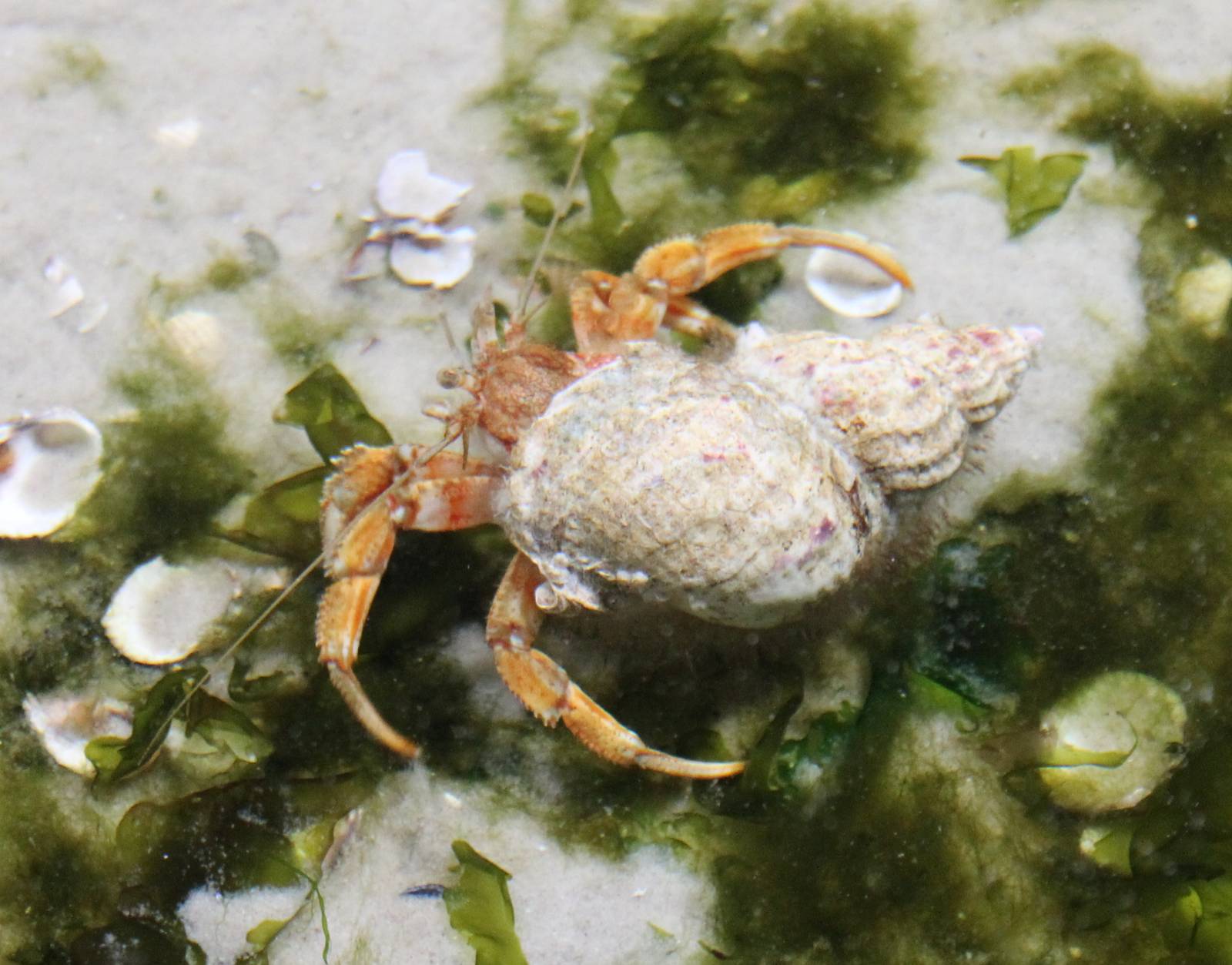 Hermit crab