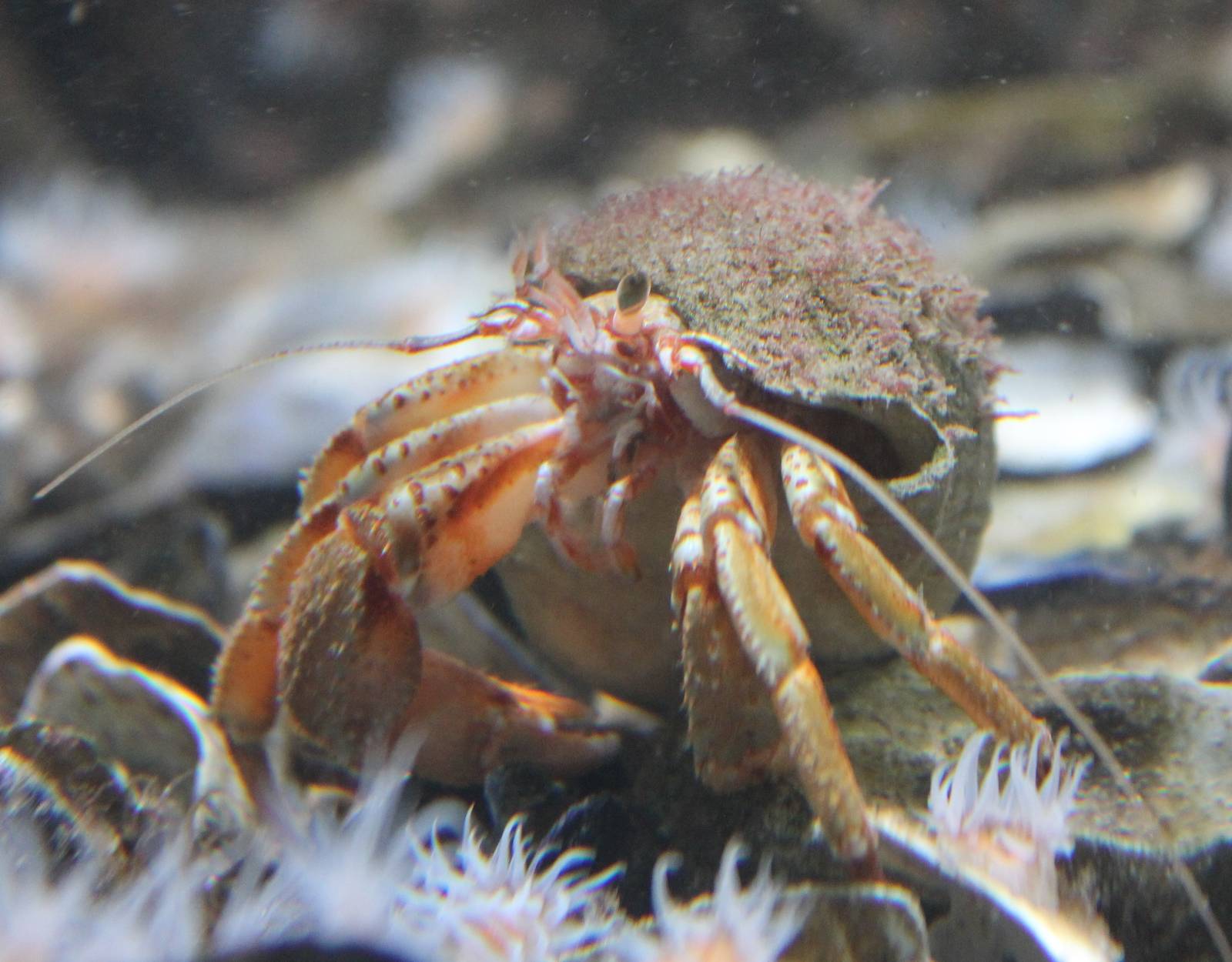 Hermit crab