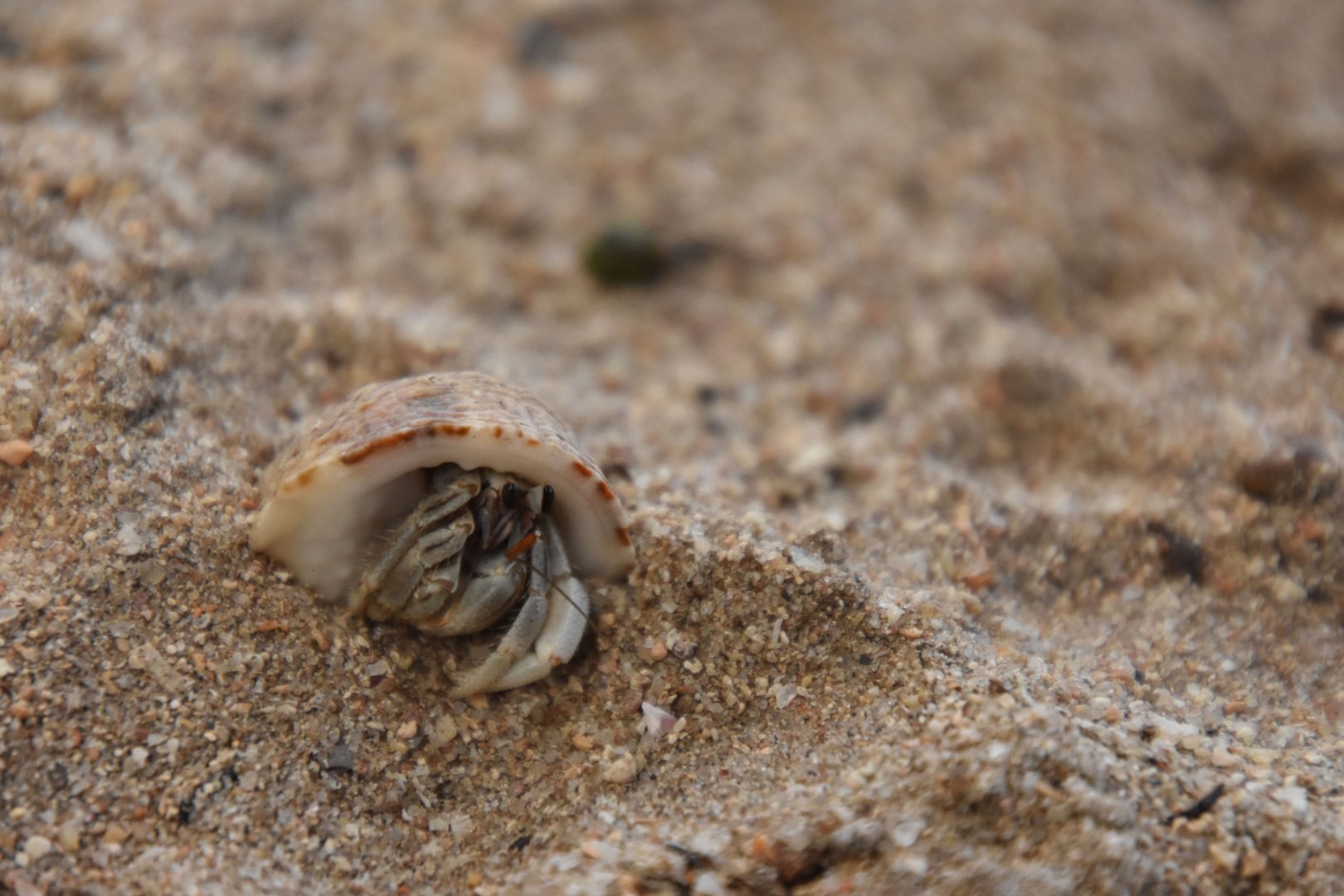 Hermit crab